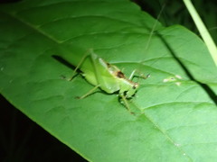 Hexacentrus hareyamai