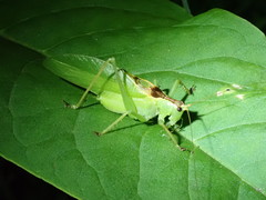 Hexacentrus hareyamai