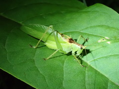 Hexacentrus hareyamai