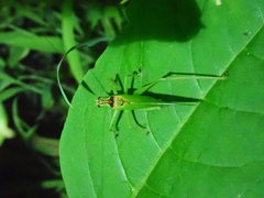 Hexacentrus hareyamai