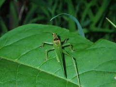 Hexacentrus hareyamai