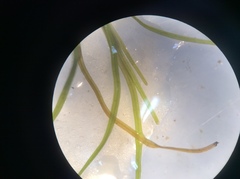 Zannichellia peltata