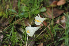 Narcissus cantabricus, photograph (c) Javier Sánchez Álvarez, some rights reserved (CC BY)