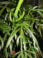 Pteris ryukyuensis