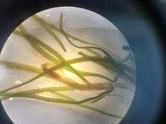 Zannichellia peltata