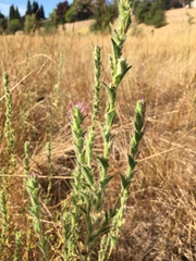 Epilobium densiflorum