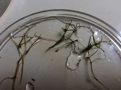 Zannichellia peltata