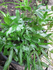 Pteris ryukyuensis
