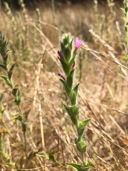 Epilobium densiflorum