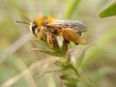 Dasypoda