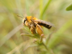 Dasypoda