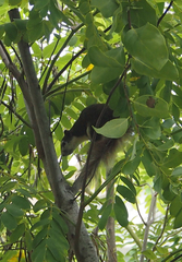 Callosciurus finlaysonii