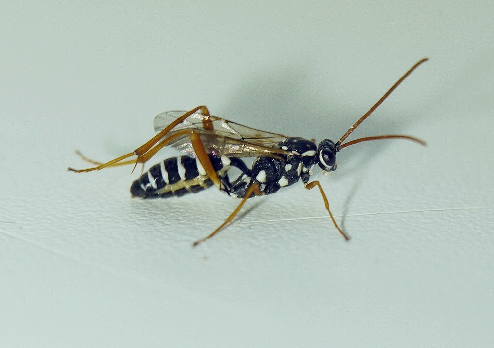 Latibulus argiolus