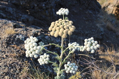 Seseli gummiferum
