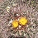 Cottontop Cactus - Photo (c) Dylan, some rights reserved (CC BY-NC), uploaded by Dylan