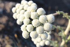 Seseli gummiferum, photograph (c) Юлия Захаренко, some rights reserved (CC BY)