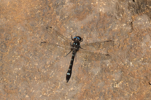 Ivory-striped Sylph photo 6