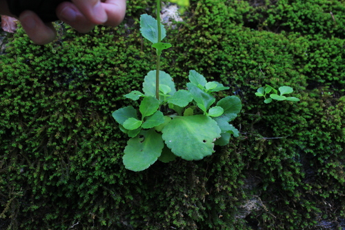 Image of Chiastophyllum oppositifolium by (c) Юлия Захаренко, some rights reserved (CC BY)