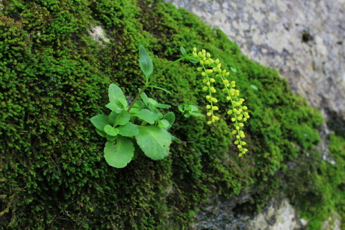 Image of Chiastophyllum oppositifolium by (c) Юлия Захаренко, some rights reserved (CC BY)