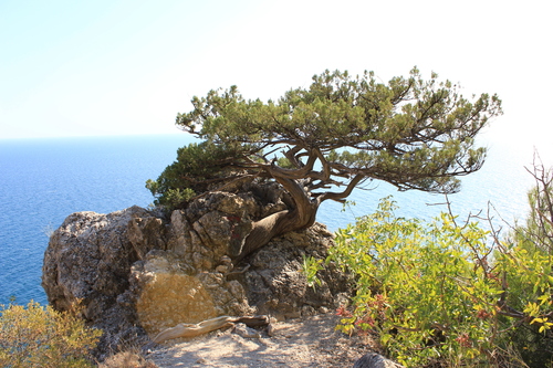 Image of Juniperus excelsa by (c) Юлия Захаренко, some rights reserved (CC BY)
