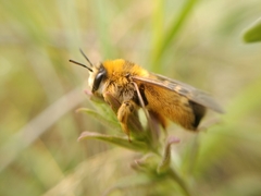 Dasypoda