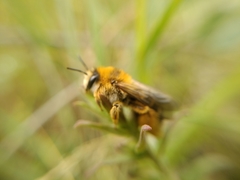 Dasypoda