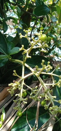 Gaertnera vaginans observed 2019-07-28