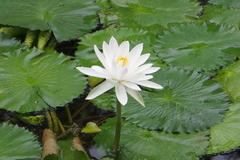 Nymphaea lotus