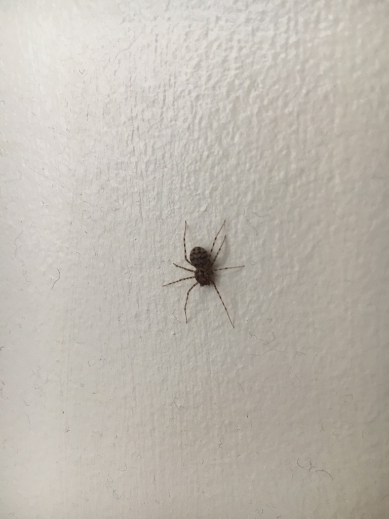 아롱가죽거미 in 8월 2019 by Michael. In a bathroom · iNaturalist 아롱가죽거미 (Scytodes thoracica)