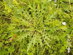 Cirsium acaule esculentum