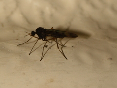 Sylvicola neozelandicus