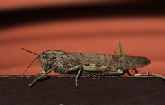 Anacridium aegyptium