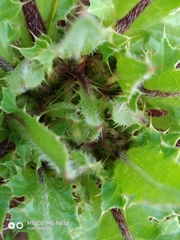 Cirsium acaule esculentum