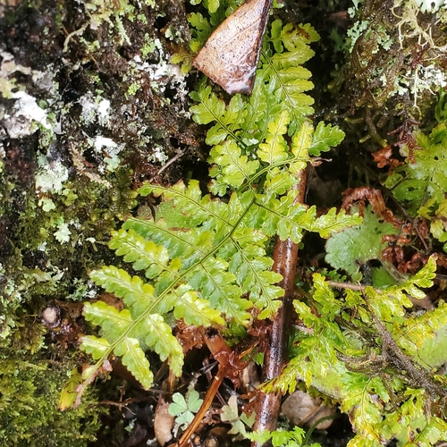 Image of Dryopteris aemula by (c) Michelle Norcéide, some rights reserved (CC BY)