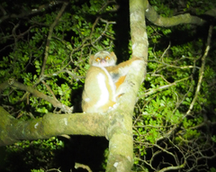 Avahi meridionalis