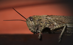 Anacridium aegyptium