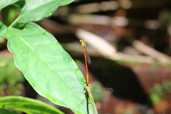 Ceriagrion chaoi