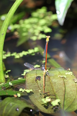 Ceriagrion chaoi