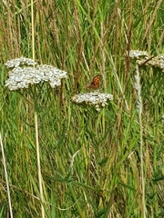 Lycaena phlaeas