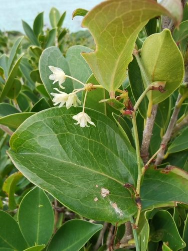 Smilax sebeana observed 2025-02-06