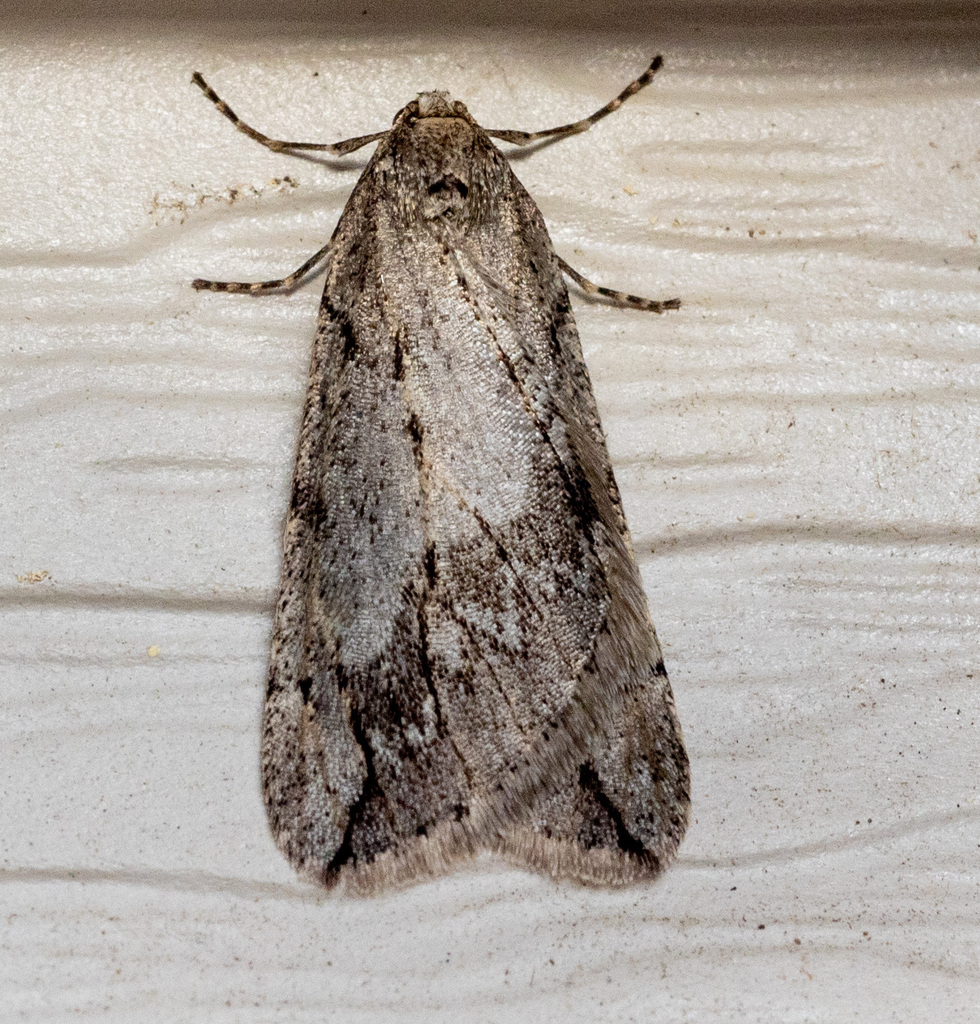 Spring Cankerworm Moth from Centerville, OH, USA on February 28, 2025 ...