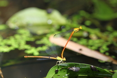 Ceriagrion chaoi