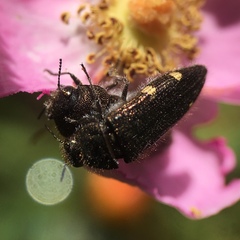 Acmaeodera prorsa