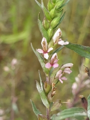 Odontites vernus