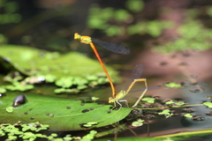 Ceriagrion chaoi