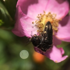 Acmaeodera prorsa