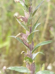 Odontites vernus