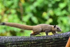 Gray-Bellied Squirrel photo 2