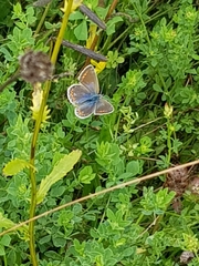 Polyommatus icarus