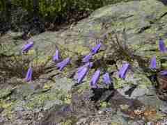 Campanula stenocodon